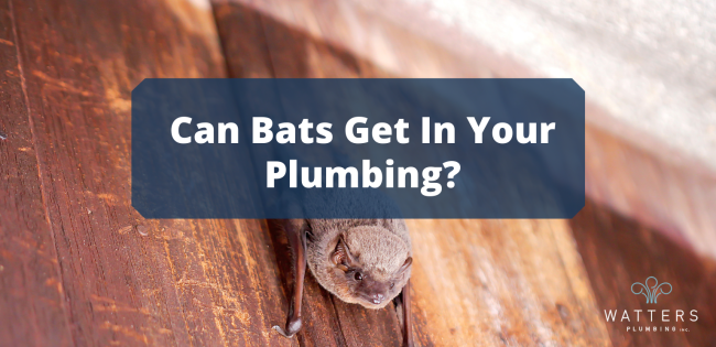 Photo of a bat with text over top that says, "Can Bats Get in Your Plumbing?"